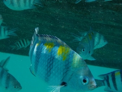 Abudefduf vaigiensis