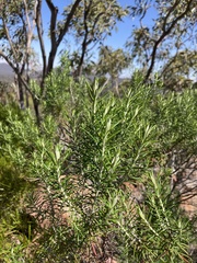 Cassinia laevis