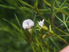 Psoralea glaucina
