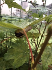 Cepaea