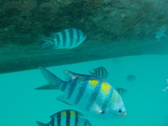 Abudefduf vaigiensis