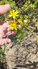 Senecio pinnatifolius