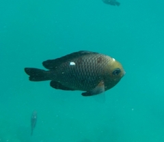 Dascyllus trimaculatus