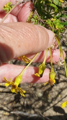 Senecio pinnatifolius
