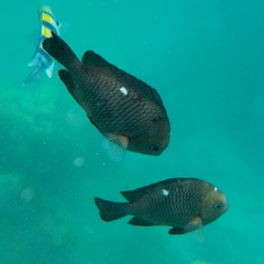 Dascyllus trimaculatus