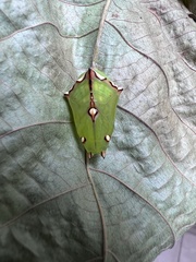 Euthalia monina monina