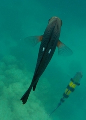 Dascyllus trimaculatus