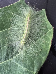 Euthalia monina monina