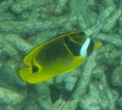 Chaetodon lunula