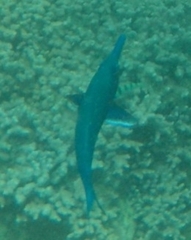 Gomphosus caeruleus