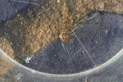 Phalangioidea