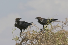 Corvus edithae