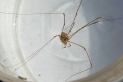 Phalangioidea