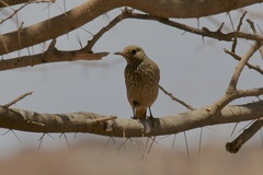 Monticola saxatilis