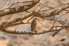 Monticola saxatilis