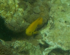 Pomacentrus sulfureus