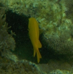 Pomacentrus sulfureus