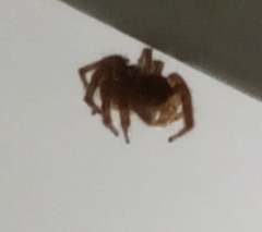 Plexippus paykulli