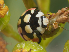 Cheilomenes sulphurea