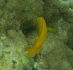 Pomacentrus sulfureus