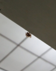 Plexippus paykulli