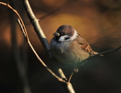 Passer montanus