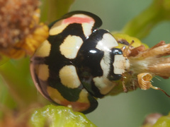 Cheilomenes sulphurea