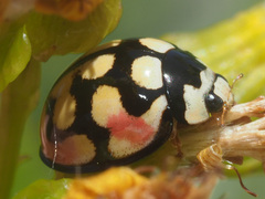 Cheilomenes sulphurea