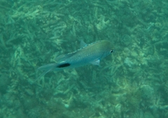 Abudefduf sparoides