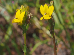 Monopsis lutea