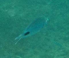 Abudefduf sparoides