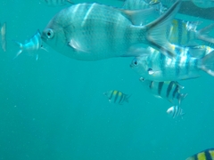 Abudefduf sexfasciatus