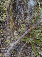 Coprosma foetidissima