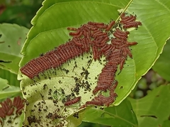 Thyrassia