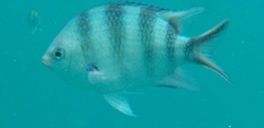 Abudefduf sexfasciatus