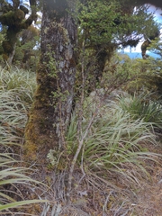 Coprosma foetidissima