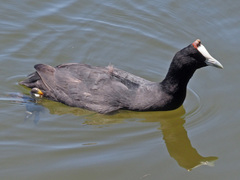 Fulica cristata