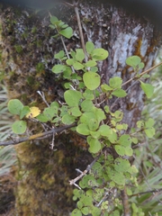 Coprosma foetidissima
