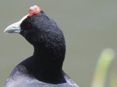 Fulica cristata