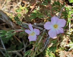 Frankenia pauciflora