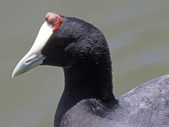 Fulica cristata