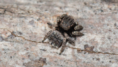 Maratus vespertilio