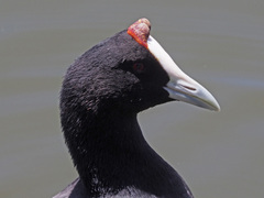 Fulica cristata