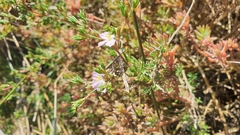 Frankenia pauciflora