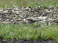 Elseyornis melanops