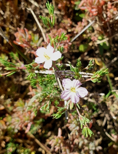 Image of Frankenia pauciflora by (c) Rosalie Lawrence, some rights reserved (CC BY)