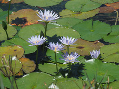 Nymphaea nouchali caerulea