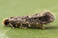 Tineinae