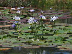 Nymphaea nouchali caerulea