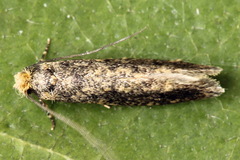 Tineinae